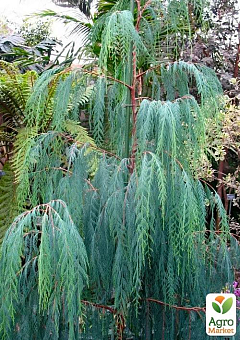 Кипарис Кашмірський (Cupressus Cashmeriana) контейнер Р92