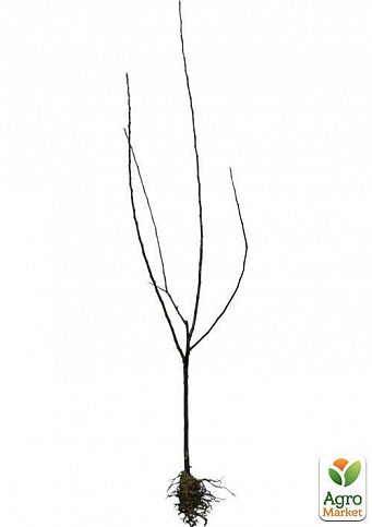 Ексклюзив! Дерево-сад Яблуня "Голд Раш + Бені Шогун" NEW - фото 2