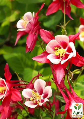 Аквилегия "Crimson Star" 1 шт в упаковке - фото 7