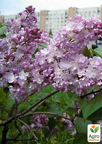 Бузок махровий "Пам'ять про Вавилова" (один з ранніх і запашних сортів) - фото 6