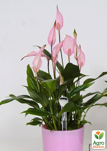 Спатифілум "Bellini Red"