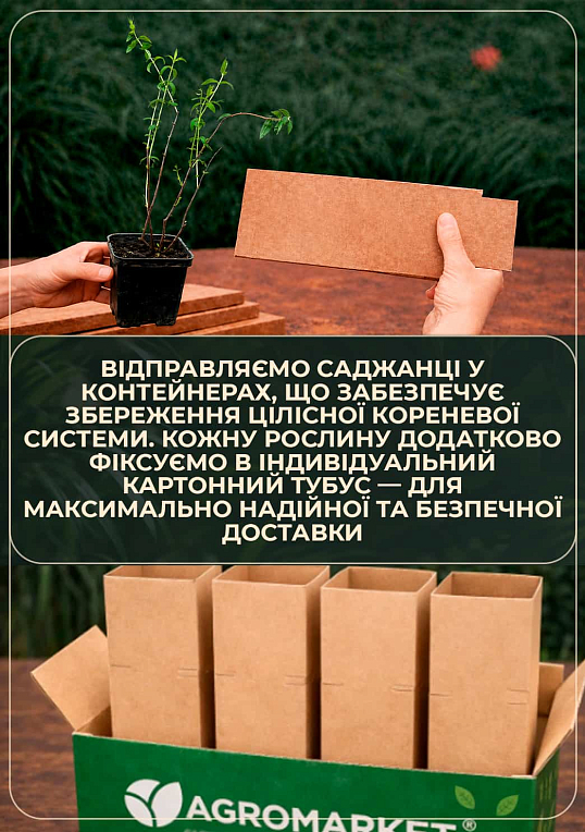 Звіробій чашечковидний (Hypericum calycinum) - фото 3