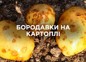Бородавки на картоплі — причини, профілактика та лікування | Agro-market