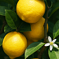 Лимон "Орнаментал"