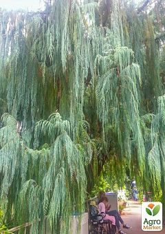 Кипарис Кашмірський (Cupressus Cashmeriana) контейнер Р92