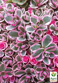 Очиток "Tricolor" (Sedum spurium)1