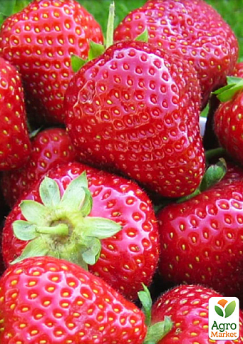 Клубника "Мадлен" (Madlen) (ранний срок созревания, сорт стойкий к различным заболеваниям) - фото 5