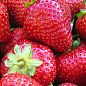 Клубника "Мадлен" (Madlen) (ранний срок созревания, сорт стойкий к различным заболеваниям)