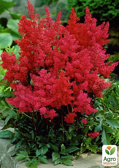 Астильба "Etna" 1шт5