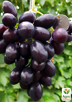 Виноград "Звітний" (ранній термін дозрівання, гроно велика до 1000 гр)1