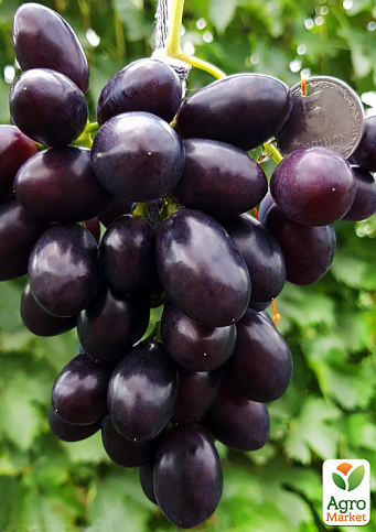 Виноград "Звітний" (ранній термін дозрівання, гроно велика до 1000 гр)