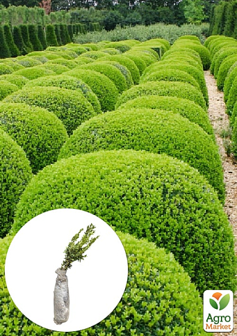 Самшит вічнозелений 2 х річний саджанець