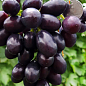 Виноград "Заветный" (ранний срок созревания, гроздь крупная до 1000 гр)