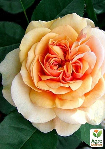 Троянда англійська "Charles Austin"
