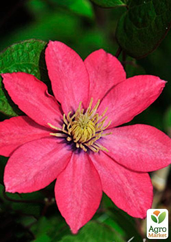 Клематис "Little Mermaid" - фото 7