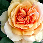 Троянда англійська "Charles Austin"