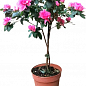 LMTD Рододендрон на штамбі квітучий 3-х річний "Bicolor" (40-60см) купить