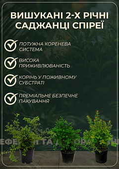 Спірея японська 2-х річна "Goldflame" вазон С2, висота 20-40см2