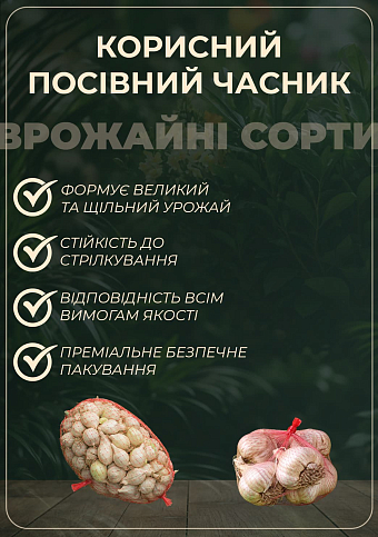 Эксклюзив! Чеснок посадочный (однозубка) "Мюнхгаузен" (Munchhausen) (премиальный крупный сорт) Украина 200г - фото 2