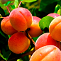 Абрикос "Харкот" (літній сорт, пізній термін дозрівання)