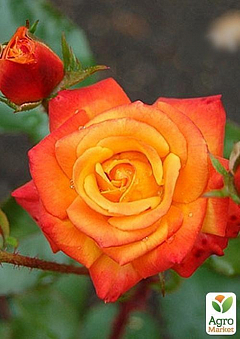 Роза флорибунда "Mambo"2