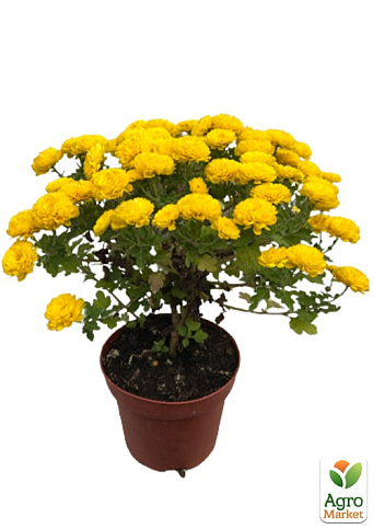 Хризантема Садовая "Fonti Yellow" (горшок ф12 высота 20-30см) - фото 2