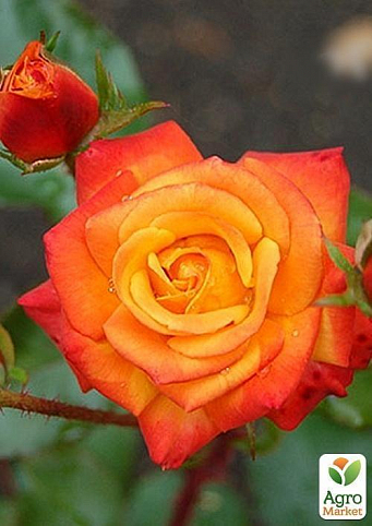 Роза флорибунда "Mambo"