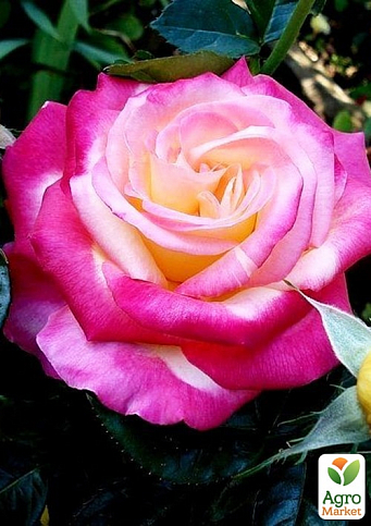 Роза чайно-гибридная "Малибу" (Malibu®) (саженец класса АА+) высший сорт
