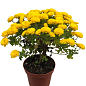 Хризантема Садовая "Fonti Yellow" (горшок ф12 высота 20-30см) купить