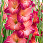 Гладиолус "Ocaso" 