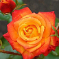 Троянда флорибунда "Mambo"