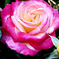 Троянда чайно-гібридна "Малібу" (Malibu®) (саджанець класу АА +) вищий сорт