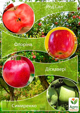 Дерево-сад Яблоня "Ред Сан+Флорина+Дискавери+Симиренко" 