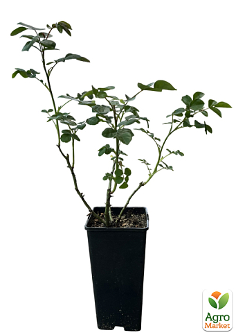 Роза флорибунда "Плейфул Рококо" в контейнере, высший сорт - фото 2