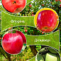 Дерево-сад Яблоня "Ред Сан+Флорина+Дискавери+Симиренко" 