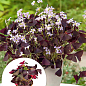 LMTD Оксалис (кислица) "Triangularis" высота растения 10-15см
