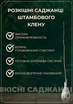 Клен червонолистий на штамбі (вік від 2-х років, висота 120-180см)7