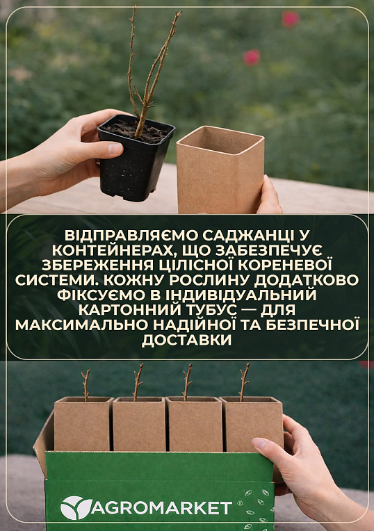 Кудрания "Mulle" (клубничное дерево) - фото 4