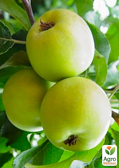 Ексклюзив! Яблуня зелена "Любава" (Lyubava) (преміальний зимовий сорт, високоврожайна)1