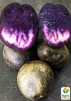 Насіннєвий рання картопля фіолетовий "Солоха" ексклюзив (1 репродукція) 1кг NEW2