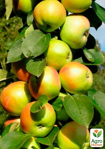 Яблуня колоновидна "Малюха" (літній сорт, ранній термін дозрівання) - фото 2