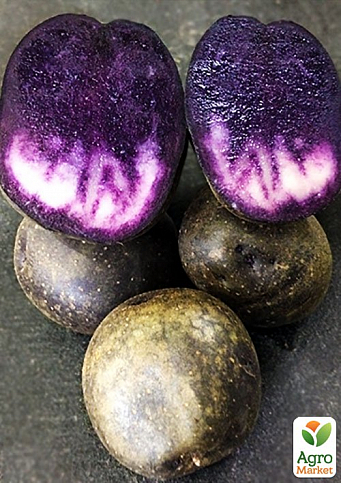 Картофель "Солоха" семенной ранний фиолетовый эксклюзив (1 репродукция) 1кг NEW