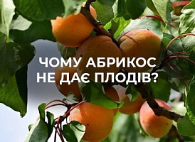 Способи покращення плодоношення абрикоса | Agro-market​