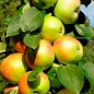 Яблуня колоновидна "Малюха" (літній сорт, ранній термін дозрівання) купить