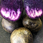 Картофель "Солоха" семенной ранний фиолетовый эксклюзив (1 репродукция) 1кг NEW