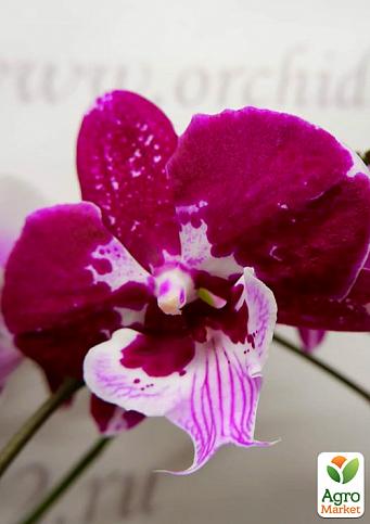 Орхидея (Phalaenopsis) "Cascade Wine" - фото 3