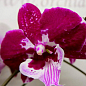 Орхидея (Phalaenopsis) "Cascade Wine" цена