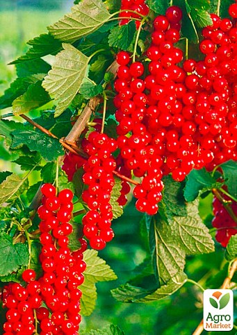 Смородина червона "Ровада" (Rovada) (середньо-пізній термін дозрівання, має великі, тверді і блискучі ягоди) - фото 2