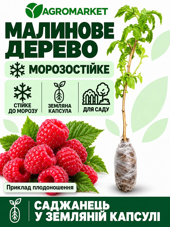 Малиновое дерево "Жар-Птица" 