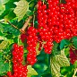 Смородина червона "Ровада" (Rovada) (середньо-пізній термін дозрівання, має великі, тверді і блискучі ягоди) купить